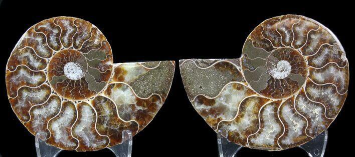 Sliced Fossil Ammonite Pair - Agatized #39594